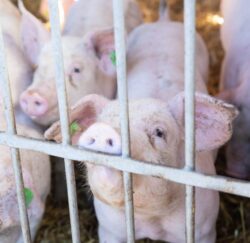 Leistungsfördernd füttern mit Futtermittelzusatz | Miguzin